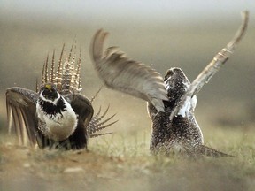 FILE - In this May 9, 2008, file photo, male sage grouses fight for the attention of a female southwest of Rawlins, Wyo. The U.S. Forest Service is rethinking sage grouse protection plans in six Western states after a federal court agreed with mining companies that the agency illegally created some protections in Nevada. (Jerret Raffety/Rawlins Daily Times via AP, File)