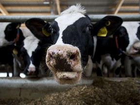 California's methane law represents a serious attempt by America's biggest dairy state to come to grips with a potent greenhouse gas.