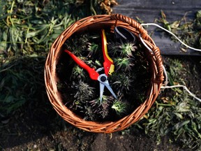 Canadian marijuana stocks have ballooned as the nation marches toward legalization by July.