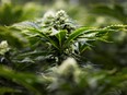 MedReleaf has signed an agreement with retailer Loblaw Companies' unit Shoppers Drug Mart to sell medical cannabis online.