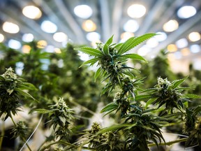 Canopy Growth now employs 360 workers.
