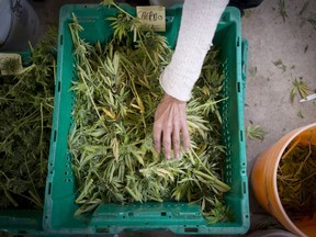 Dried cannabis plants are sorted at a plant in south-west Quebec on Tuesday, Oct. 8, 2013. Quebec's Hydropothecary Corp. says it has expansion plans to increase its production capacity to 108,000 kilograms per year of dried cannabis through acquisition of new land for new greenhouse construction.