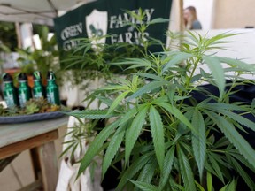 FILE - In this Sept. 28, 2017, file photo, Marijuana plants are displayed at the Green Goat Family Farms stand at "The State of Cannabis," a California industry group meeting in Long Beach, Calif. There will be no legal pot party in Los Angeles on Jan. 1. California kicks off recreational sales on New Year's Day, becoming the largest state in the nation with legal cannabis for adults. But Los Angeles officials announced Friday, Dec. 22, 2017, that dispensaries in the city won't be part of the celebration. The city won't begin accepting applications to sell legal recreational pot until Jan. 3, 2018, and it could take weeks before those businesses are properly licensed with the city and state.