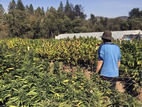 FILE - In this Oct. 15, 2017, file photo, Marcos Morales, co-founder of pot company Legion of Bloom, walks through his farm of ready-to-harvest marijuana plants in Glen Ellen, Calif. California on Monday, Jan. 1, 2018, becomes the nation's largest state to offer legal recreational marijuana sales. In general, the state will treat cannabis like alcohol, allowing people 21 and older to possess up to an ounce of pot and grow six marijuana plants at home. Voters approved legalization in 2016.