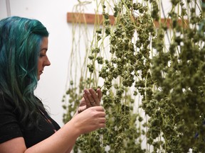 Green Pearl Organics dispensary owner Nicole Salisbury inspects drying marijuana on the first day of legal recreational marijuana sales in California, January 1, 2018 at the Green Pearl Organics marijuana dispensary in Desert Hot Springs, California.