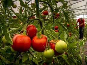 Tomato and pepper — often grown in greenhouses — are the most common choices to convert to weed as they have similar growth requirements.