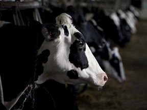 Dairy farmers say they're concerned about NAFTA renegotiations given how much of the Canadian market has already been given away under the World Trade Organization, the Comprehensive Economic and Trade Agreement and TPP.