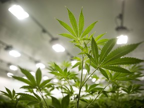 Bank of Montreal is one of the few Canadian banks to provide business accounts to companies in the four-year-old medical marijuana industry, serving about a dozen firms.