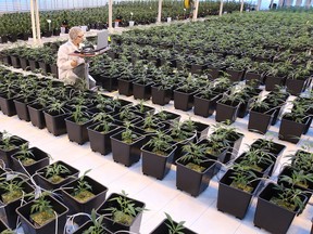 An Aphria medical marijuana greenhouse.