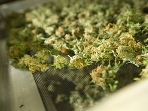 Cannabis flowers or buds dry at Aurora Cannabis' 55,000 square foot medical marijuana production facility near Cremona, Alberta.