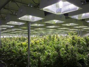 A general view of cannabis plants are shown in a grow room at Up Cannabis Inc., Newstrike Resources??? marijuana greenhouses, in Brantford, Ont. on Tuesday, January 16, 2018.