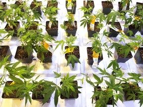 Cannabis seedlings at the new Aurora Cannabis facility Friday, November 24, 2017 in Montreal. Aurora Cannabis Inc. has signed a deal to acquire a stake in The Green Organic Dutchman Holdings Ltd. (TGOD) and agreed to a supply agreement with the medical marijuana producer.