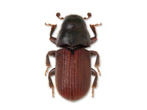 A mountain pine beetle is shown in a handout photo. Foresters and provincial officials are burning tens of thousands of trees along the eastern border of Jasper National Park in attempt to slow the spread of the mountain pine beetle.