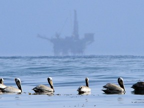 FILE - In this May 13, 2010 file photo, pelicans float on the water with an offshore oil platform in the background in the Santa Barbara Channel off the coast of Santa Barbara, Calif. The Trump administration on Thursday, Jan. 4, 2018 moved to vastly expand offshore drilling from the Atlantic to the Arctic oceans with a plan that would open up federal waters off the California coast for the first time in more than three decades. The Channel is one of those areas.
