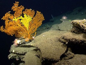 This 2013 photo provided by the National Oceanic and Atmospheric Administration shows a coral located 165 nautical miles southeast of Cape Cod, Mass. The federal government is considering new protections for deep sea corals located off of southern New England. The New England Fishery Management Council is expected to vote on the proposal on Tuesday, Jan. 30, 2018. The photo was taken during a National Oceanic and Atmospheric Administration exploration of Northeast U.S. canyons in 2013.
