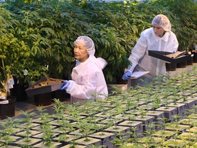 Medical marijuana grows at the Aphria greenhouses in Leamington.