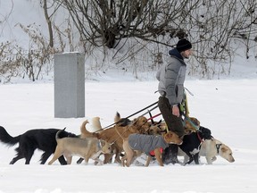 FILE - In this Thursday, Dec. 15, 2016, file photo, a dog walker controls multiple canines on a walk at Congress Park in Saratoga Springs, N.Y. Starting a business is often a pricey ordeal, but no- to low-cost ideas exist for aspiring entrepreneurs with unique and marketable talent. Americans shell out big bucks when it comes to their pets. If pets are your passion, you can start a dog-walking or pet-sitting business for little to no money.