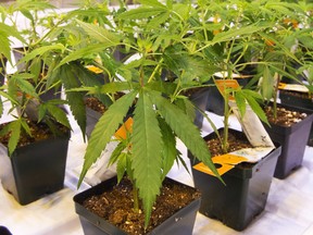 Cannabis seedlings are shown at the new Aurora Cannabis facility in Montreal.