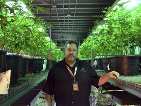 Andy Williams, founder and CEO of Medicine Man Denver poses for a photo in Denver on Thursday, Jan. 4, 2018. Colorado's top federal prosecutor said his office won't alter its approach to enforcing marijuana crimes after U.S. Attorney General Jeff Sessions withdrew a policy Thursday that allowed pot markets to emerge in states that legalized the drug. Colorado was the first state in the nation to sell recreational pot legally after voters in 2012 approved it. The state has also has a longstanding medical marijuana industry and the Colorado pot market tops $1 billion.