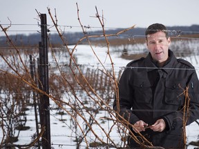 Matthew Speck, viticulturist at Henry of Pelham Estate Winery in St. Catharines, Ont., examines a vine's buds for damage due to recent cold weather in the winery's vineyard, Wednesday, January 10, 2018.