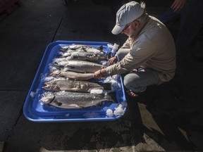 FILE - In this Tuesday, Aug. 22, 2017 file photo, Riley Starks of Lummi Island Wild shows three of the farm raised Atlantic salmon that were caught alongside four healthy Kings in Point Williams, Wash. State officials said Tuesday, Jan 30, 2018 that Cooke Aquaculture's failure to adequately clean nets holding farmed salmon led to the net pen failure last summer that released thousands of invasive Atlantic salmon into Puget Sound.
