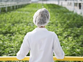 An Aphria worker looks out over a crop of marijuana.