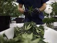 Workers produce medical marijuana at Canopy Growth Corporation's Tweed facility in Smiths Falls, Ont., on Monday, Feb. 12, 2018.
