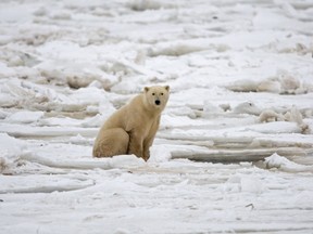 Are the great, charismatic polar bears, all white, cuddly-looking and dangerous, caught in the death grip of climate change?