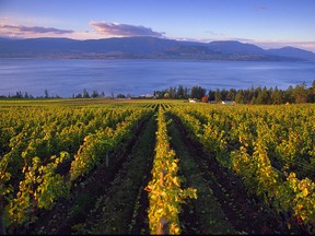 A vineyard overlooked Lake Okanagan in eastern British Columbia.