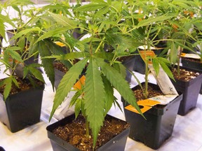 Cannabis seedlings are shown at the Aurora Cannabis facility.