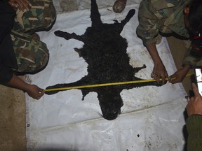 In this Feb. 4, 2018, photo released by the Thailand Department of National Parks, Wildlife and Plant Conservation, officials measure the pelt of a black panther in the Thungyai Naresuan Wildlife Sanctuary, in Kanchanburi province on Thailand's western border. Premchai Karnasuta, 63, president of Italian-Thai Development, has been arrested for trespassing and hunting protected animals on a camping trip at a wildlife sanctuary where guns and animal carcasses were discovered. (Thailand Department of National Parks, Wildlife and Plant Conservation via AP)