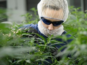 A worker tends marijuana crop at Canopy Growth Corporation's Tweed facility in Smiths Falls, Ont.