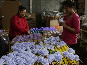 In this Feb. 8, 2018 photo, flower workers Lorena Silva, right, and Patricia Cordova puts the final touches on roses that were chemically-treated to change their colors and preserve them, at the flower farm Sisapamba in Tabacundo, Ecuador. The roughly $15 million in preserved flowers sold by Ecuador's farms represent only a tiny fraction of the more than $800 million the country's flower industry exports annually.