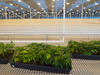 Trays of newly introduced mother plants in the 32,00 square foot mother room at Aurora Cannabis’s Aurora Sky facility at the Edmonton International Airport.