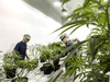 Employees work in the Mother Room at the Canopy Growth Corp. facility in Smith Falls, Ont.