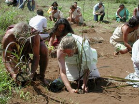 FILE - In this Oct. 26, 2002 file photo, Oahu kupuna Eddie Kaanana, left, and Kahoolawe restoration coordinator Penny Levin plant kou honuaula, an ancient variety of sugar cane, as part of a traditional Hawaiian ceremony marking the beginning of planting season on Kahoolawe Island, Hawaii. The restoration of Kahoolawe was the culmination of a decades-long effort by Native Hawaiians and others to wrest the island from the U.S. Navy, which had used it for live fire exercises.