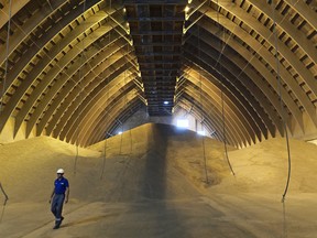 A worker inspects wheat grain at a storage facility, operated by Bunge Ltd., in Nikolaev, Ukraine.