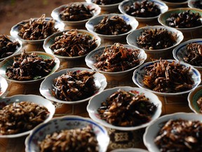 Plates of fried crickets. Roughly 80 per cent of the global population is known to eat a range of bugs.