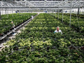 Workers are shown at a Hydropothecary Corp. facility in a handout photo.