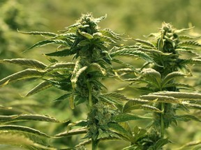 Marijuana plants grown in one of the ten grow rooms inside Aurora Cannabis' 55,000 square foot medical marijuana production facility near Cremona, Alberta.