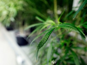 Medical marijuana grower Green Organic Dutchman Holdings will begin trading next week in Toronto.