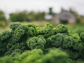 More Canadian farmers are growing kale, especially in Ontario, which reported 328 acres of the superfood in 2016.