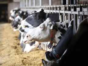 Cows eat at the Skyline Dairy farm near Grunthal, Manitoba.