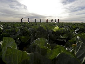 Farmworkers walk through a field of cabbage. Some 60,000 temporary foreign workers are required to keep the Canadian vegetable industry operating.