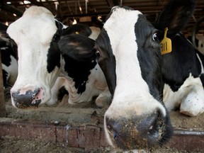Canada's dairy industry could benefit if the government moved away from supply management.
