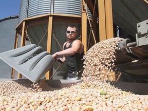 A worker unloads chickpeas for processing at Blue Mountain Seed in Walla Walla, Wash., Wednesday, Aug. 28, 2013. The official Opposition is pointing to India's decision to raise tariffs on chickpeas as the latest sign of Canada's damaged relations with the country.