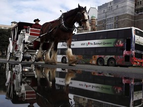 A horse-drawn carriage is seen in Victoria on Thursday, March 24, 2016. Victoria councillors are considering tightening city regulations governing horse-drawn carriage tours as part of proposed wholesale changes to its animal control bylaw.THE CANADIAN PRESS/Chad Hipolito