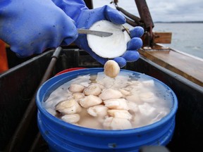 FILE - In this Saturday, Dec. 17, 2011, file photo, scallop meat is shucked at sea off Harpswell, Maine.  Scallop prices could plunge in 2018 because fishermen are on track to harvest a high number and imports are up.