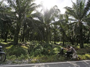FILE - In this Sept. 29, 2012, file photo, a man pushes his motorbike at a palm oil plantation in Nagan Raya, Aceh province, Indonesia. Greenpeace said Monday, March 19, 2018 household brands including PepsiCo and Johnson & Johnson are refusing to disclose where they get their palm oil from despite vows to stop buying from companies that cut down tropical forests to grow the widely used commodity. The environmental group said that in January it asked 16 major brands to reveal their suppliers of palm oil, which is mainly grown in Indonesia and Malaysia and used in a slew of consumer products from snacks to cosmetics.