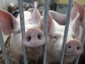 FILE - In this July 10, 2017 file picture two pigs sit in their enclosure on an ecological farm in Lanke, Germany. European statistical agency Eurostat said Thursday March 1, 2018  that with a population of some 150 million in the European Union, pigs far outnumber cattle and other bovines, the second largest livestock category with 89 million head.